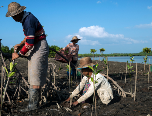 Importance of Mangrove Reforestation Programs In Southeast Asia