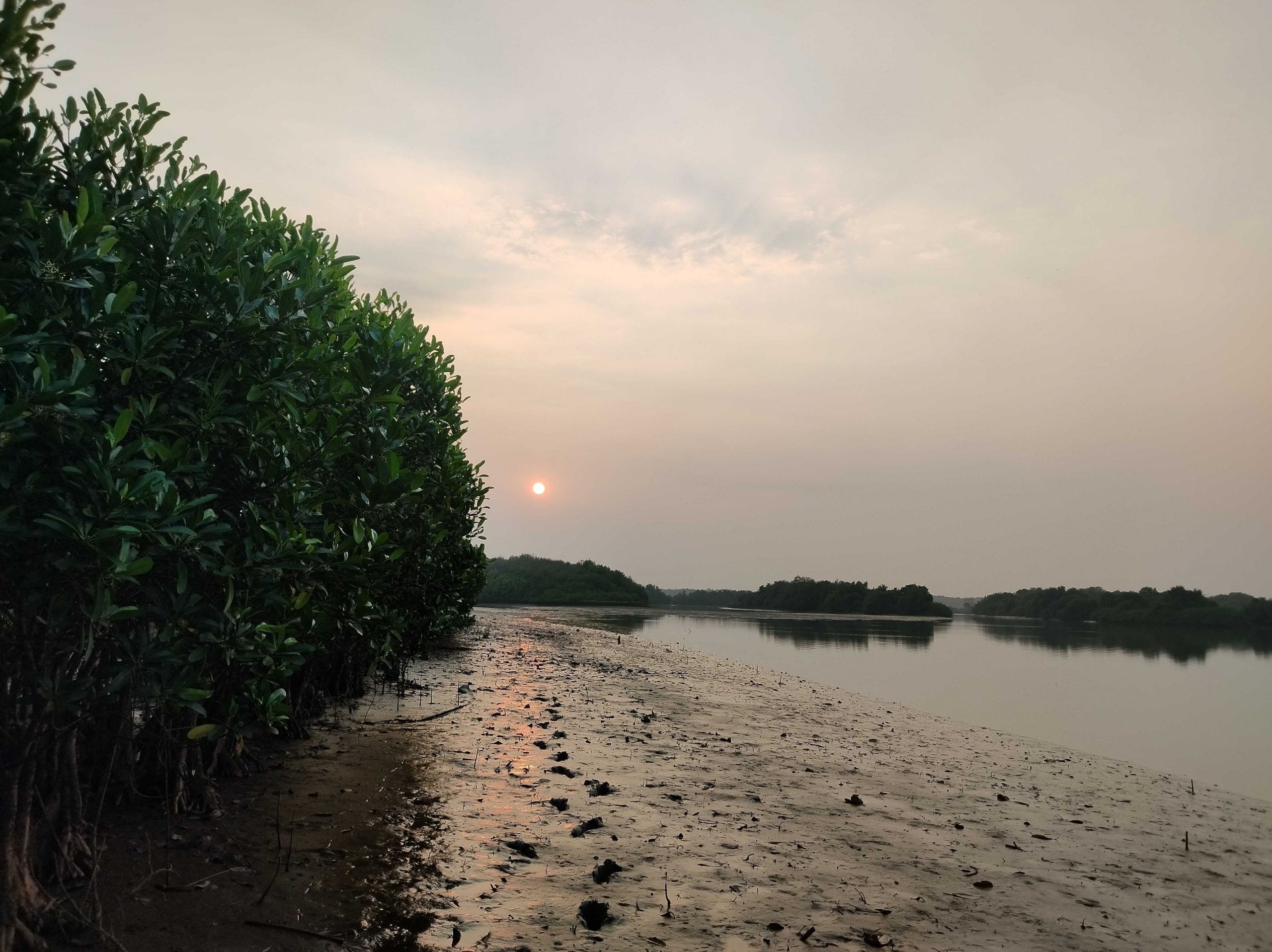 Vnv mangrove plantation project